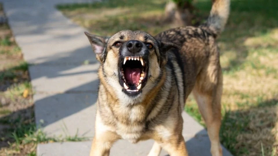 Louisville dog bite injury lawyers — sam aguiar injury lawyers