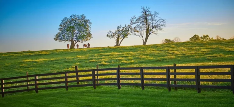 Green pasture with trees and horses