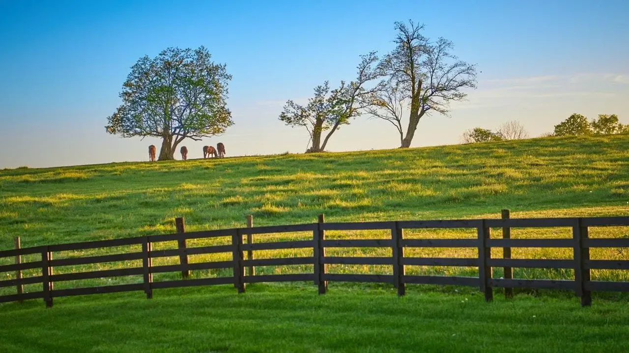 Green pasture with trees and horses